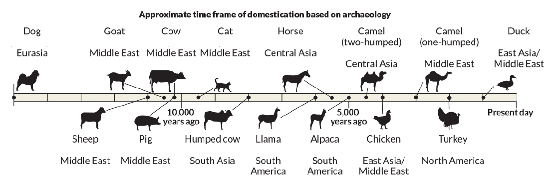 animal evolution timeline