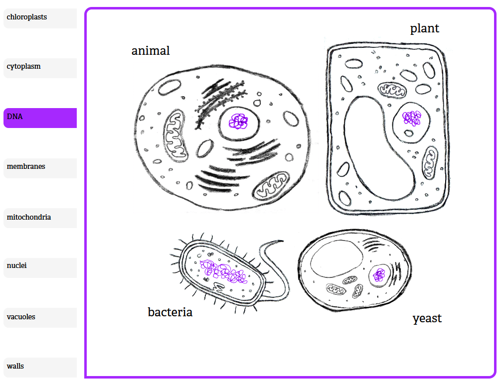 Four Cells: Animal, Plant, Bacteria, Yeast | CollectEdNY